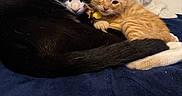 Oreo joined the competition — help win amazing prizes! animal, bed, black_and_white_cat, cat, companion, cozy, curious, cute, domestic_animal, feline, fur, indoor, kitten, orange_tabby, pet, pillow, resting, sleeping, snuggling, whiskers