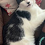 Jaxon Aka Mr. Sleepy is registered to the contest to win money with this photo: cat, feline, black_and_white_cat, pet, indoor, couch, cushion, pillow, snowflake_pattern, fur, whiskers, close_up, portrait, relaxed, sitting, living_room, human_arm, upholstery, ears, eyes