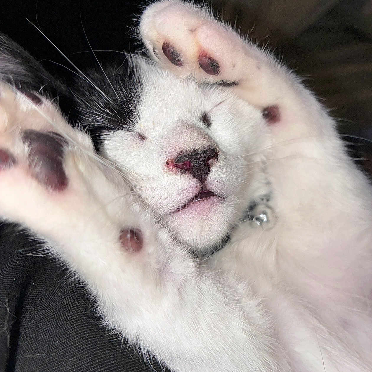 Jaxon Aka Mr. Sleepy is registered to the contest to win money with this photo: black_and_white, cat, close_up, collar, cute, fur, indoor, kitten, macro, mouth, napping, nose, paws, pet, pink_paw_pads, portrait, relaxed, sleeping, soft_texture, whiskers