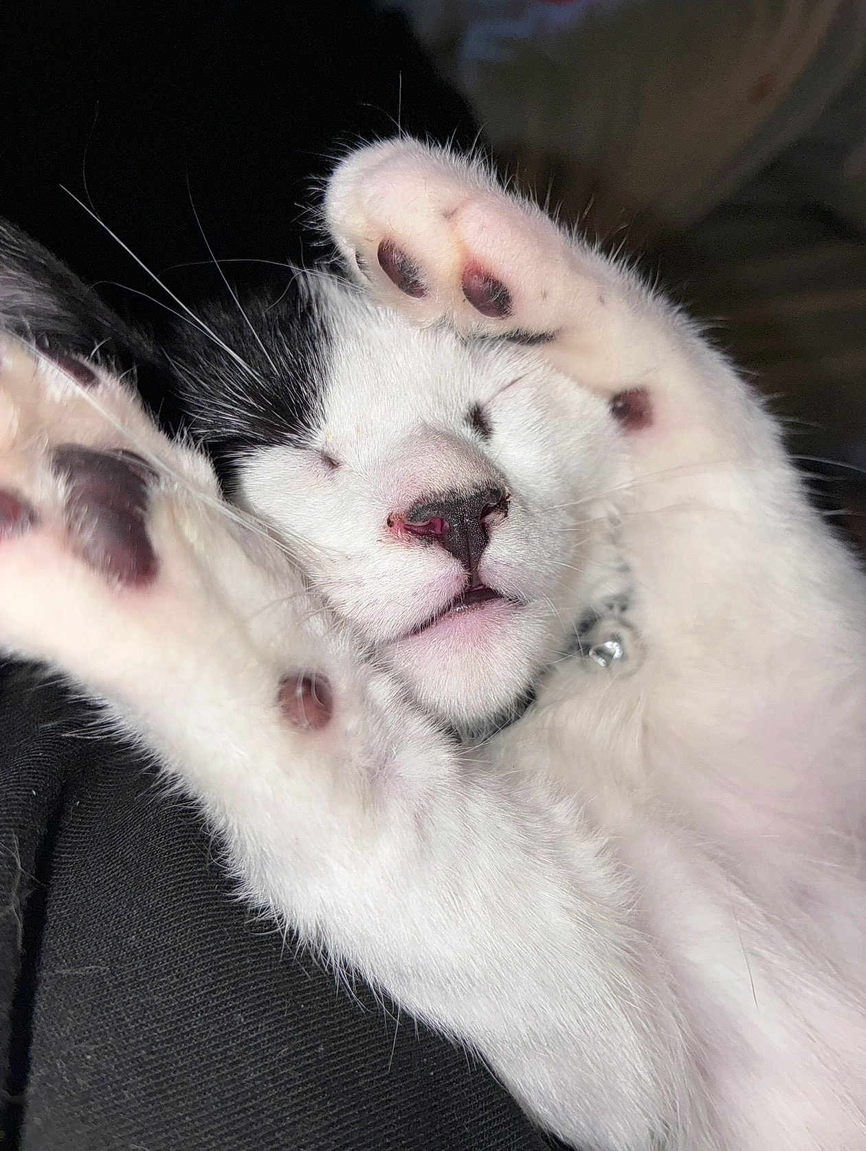 Jaxon Aka Mr. Sleepy is registered to the contest to win money with this photo: cat, kitten, sleeping, paws, whiskers, nose, close_up, pet, fur, pink_paw_pads, black_and_white, collar, cute, relaxed, portrait, indoor, soft_texture, macro, mouth, napping