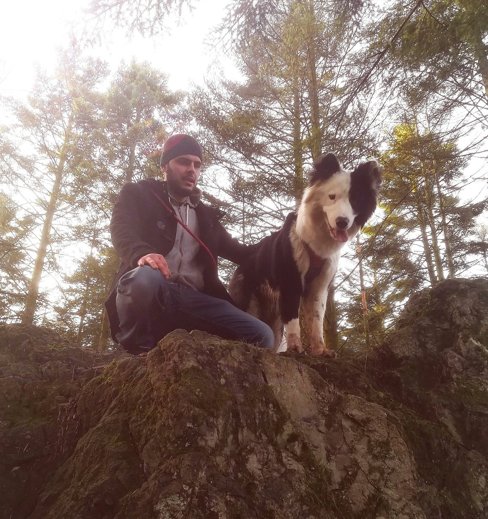 Daïgoro participe au concours pour gagner de l'argent avec cette photo : adventure, american_pit_bull_terrier, canidae, carnivore, dog, dog_breed, dog_hiking, fawn, hunting_dog