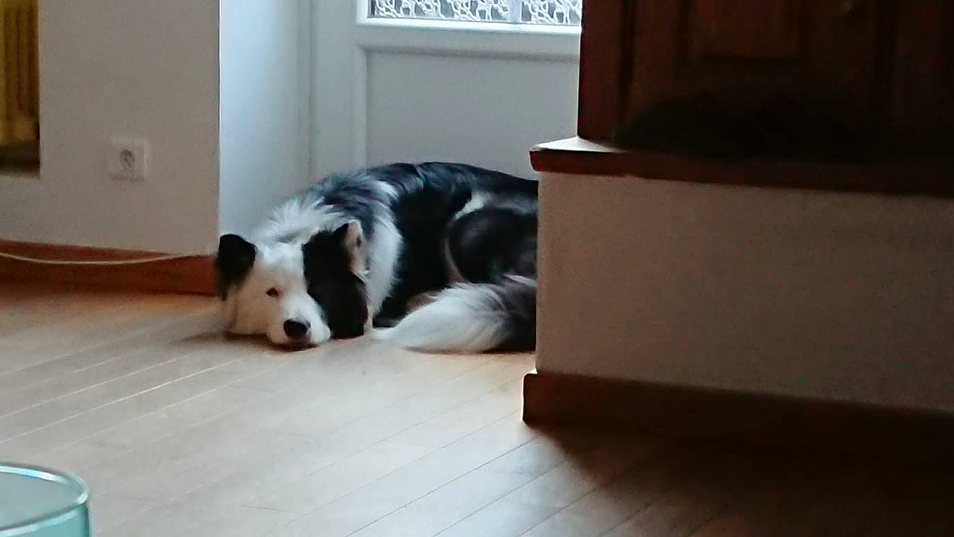 Daïgoro participe au concours pour gagner de l'argent avec cette photo : border_collie, canidae, carnivore, companion_dog, dog, dog_breed, floor, mammal, old_english_sheepdog, snout, vertebrate, working_dog