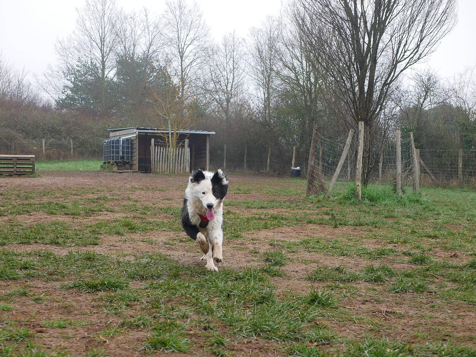 Daïgoro participe au concours pour gagner de l'argent avec cette photo : border_collie, canidae, carnivore, central_asian_shepherd_dog, dog, dog_breed, herding_dog, mammal, pasture, sporting_group, vertebrate, working_dog
