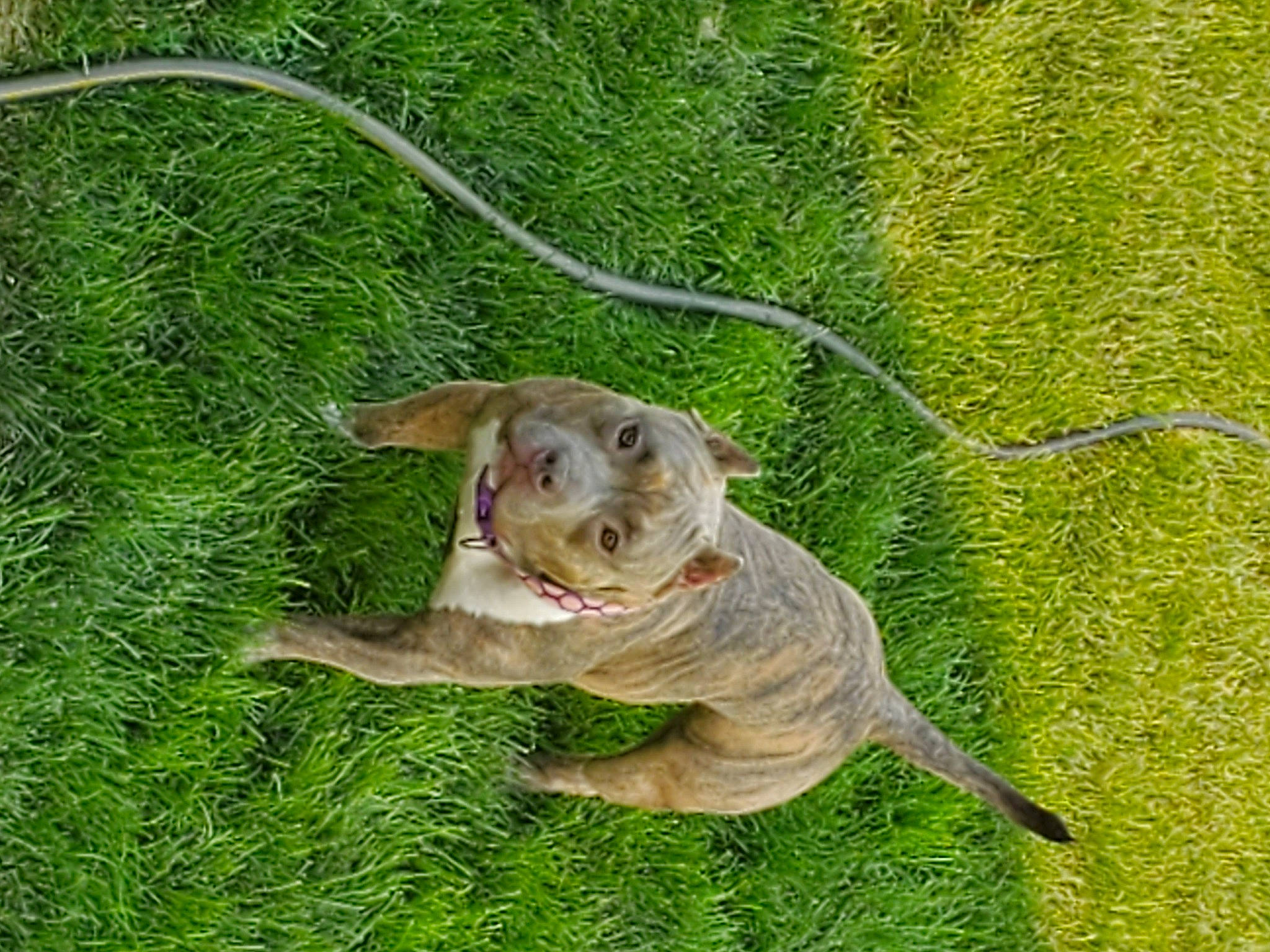 Nova joined the competition — help win amazing prizes! canidae, carnivore, collar, companion_dog, dog, dog_breed, fawn, garden_hose, grass, grassland, groundcover, lawn, leash, liver, pasture, snout, sporting_group, tail, terrestrial_animal, working_animal