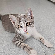 Felipe participe au concours pour gagner de l'argent avec cette photo : cat, kitten, gray_and_white, pet, animal, indoors, floor, tile, hallway, portrait, looking_at_camera, blue_eyes, whiskers, ears, paws, lying_down, toy, orange_object, home, cute