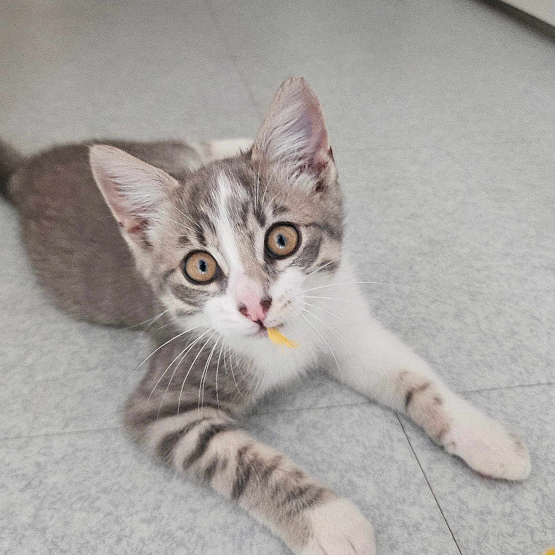 Felipe participe au concours pour gagner de l'argent avec cette photo : cat, kitten, gray_and_white, pet, animal, indoors, floor, tile, hallway, portrait, looking_at_camera, blue_eyes, whiskers, ears, paws, lying_down, toy, orange_object, home, cute