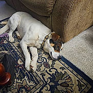 Max joined the competition — help win amazing prizes! dog, indoor, carpet, couch, resting, white_dog, brown_couch, collar, floor, patterned_rug, relaxed, pet, animal, paw, home, furniture, sleepy, domestic, cozy, side_view