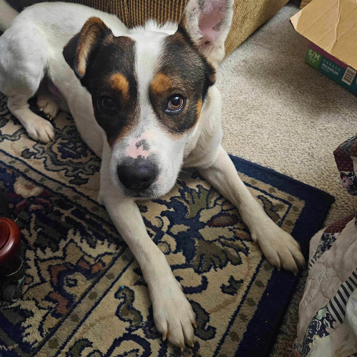 Max is registered to the contest to win money with this photo: animal, black_fur, box, brown_fur, carpet, couch, cozy, curious, cute, dog, domestic, ear_up, floor, home, indoor, looking_up, lying_down, paw, pet, white_fur