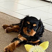 Boop a rejoint le concours — aidez-le/la à gagner de superbes lots ! puppy, dog, toy, yellow, flower_shaped_toy, indoor, rug, tile_floor, black_and_brown, cute, pet, animal, laying_down, curious, small_dog, furry, domestic_animal, playful, young_dog, cozy