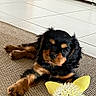 puppy, dog, toy, yellow, flower_shaped_toy, indoor, rug, tile_floor, black_and_brown, cute, pet, animal, laying_down, curious, small_dog, furry, domestic_animal, playful, young_dog, cozy
