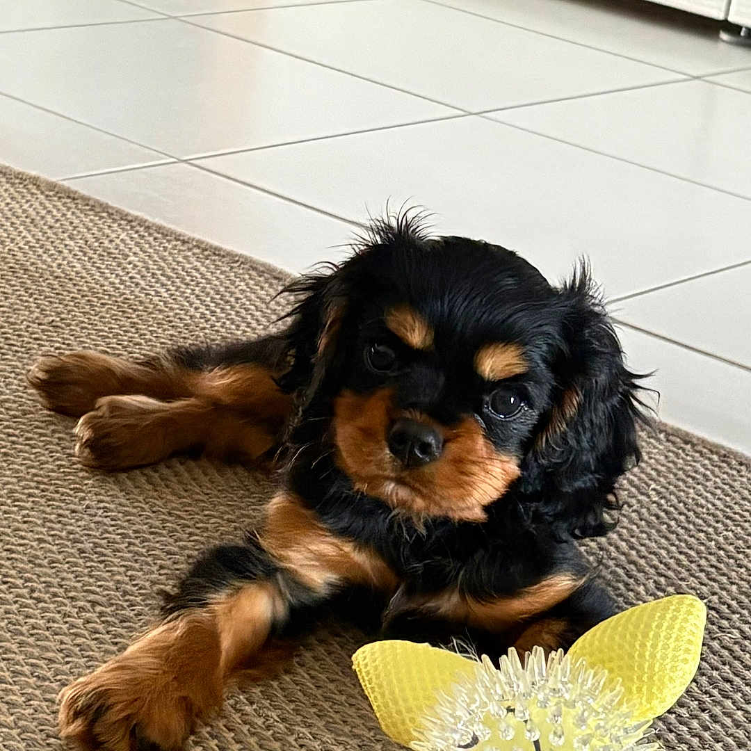 Boop a rejoint le concours — aidez-le/la à gagner de superbes lots ! puppy, dog, toy, yellow, flower_shaped_toy, indoor, rug, tile_floor, black_and_brown, cute, pet, animal, laying_down, curious, small_dog, furry, domestic_animal, playful, young_dog, cozy