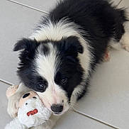 Appy a rejoint le concours — aidez-le/la à gagner de superbes lots ! adorable, animal, black_and_white, companion, cute, dog, domestic, floor, fluffy, fur, indoor, lying_down, pet, playful, puppy, small, stuffed_animal, tile, toy, young_dog