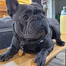 dog, french_bulldog, pet, canine, portrait, close_up, wrinkles, ears, eyes, black_coat, collar, dog_tag, wooden_table, indoors, living_room, furniture, couch, baby_bottle, alert, funny