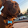 dog, french_bulldog, pet, canine, portrait, close_up, brown_dog, collar, dog_tag, outdoor, deck, sunlight, golden_hour, blue_sky, power_lines, street, vehicles, pickup_truck, sitting, funny_expression