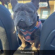 Chevy joined the competition — help win amazing prizes! dog, french_bulldog, pet, animal, canine, sitting, car, vehicle, interior, front_seat, dashboard, cup_holder, harness, blue_gray, portrait, outdoor, sunlight, serious_expression, short_snout, text_overlay