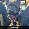 dog, french_bulldog, pet, animal, canine, sitting, car, vehicle, interior, front_seat, dashboard, cup_holder, harness, blue_gray, portrait, outdoor, sunlight, serious_expression, short_snout, text_overlay