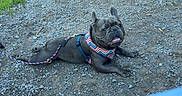 Chevy joined the competition — help win amazing prizes! dog, french_bulldog, pet, outdoor, gravel, harness, leash, sitting, lying_down, black_dog, blue_clothing, man, person, chair, house, garden, backyard, grass, portrait, companion_animal