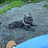dog, french_bulldog, pet, outdoor, gravel, harness, leash, sitting, lying_down, black_dog, blue_clothing, man, person, chair, house, garden, backyard, grass, portrait, companion_animal