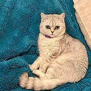 Star a rejoint le concours — aidez-le/la à gagner de superbes lots ! cat, silver_tabby, fluffy, pet, indoor, blanket, teal_color, relaxed, curled_tail, feline, cozy, resting, cute, domestic_animal, purple_collar, texture, close_up, animal, fur, pillow