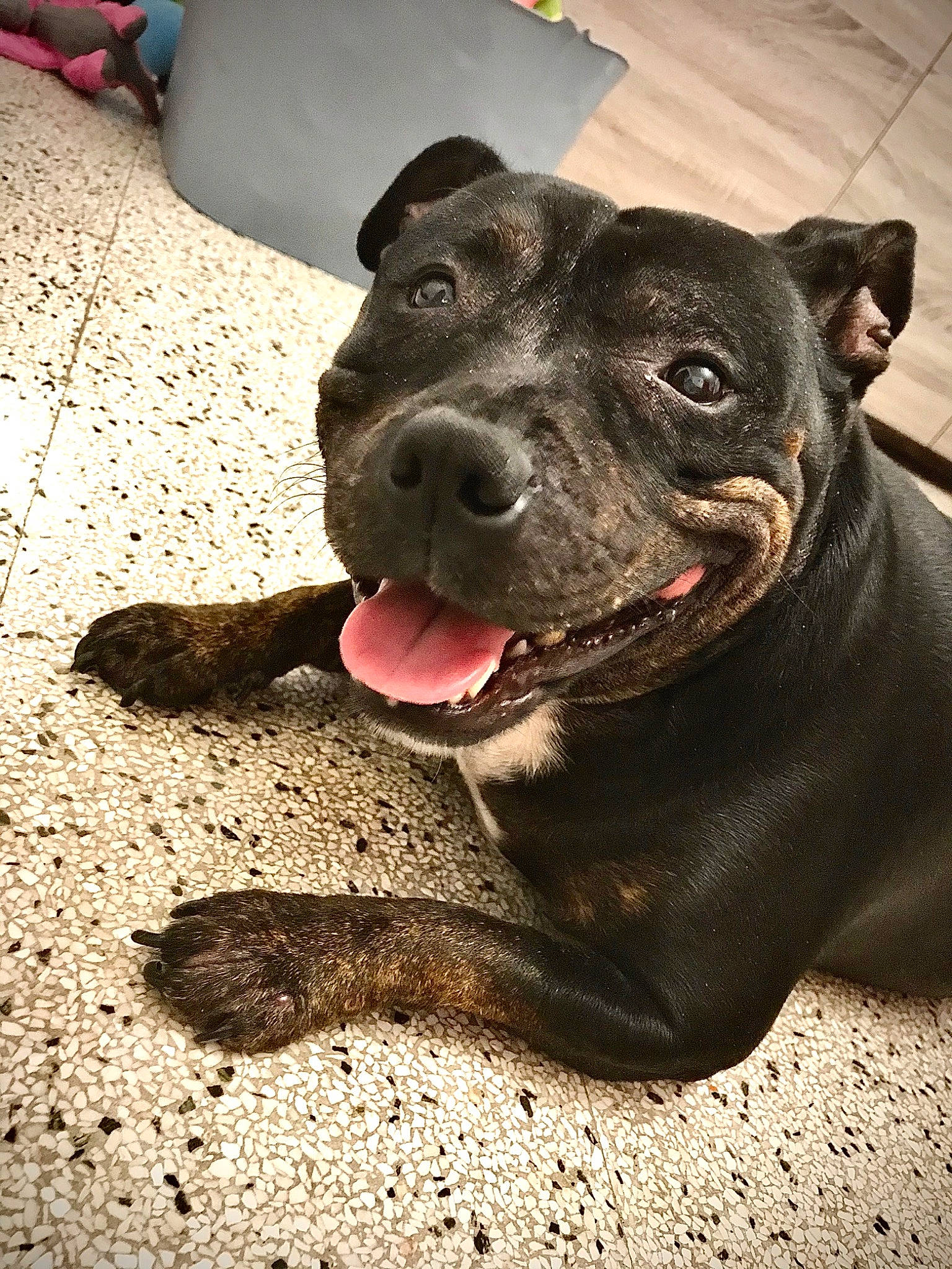 Mayka a rejoint le concours — aidez-le/la à gagner de superbes lots ! alaunt, american_pit_bull_terrier, american_staffordshire_terrier, canidae, carnivore, dog, dog_breed, dog_collar, fawn, mammal, non_sporting_group, nose, rare_breed_dog, snout, sporting_group, staffordshire_bull_terrier, terrier, vertebrate, whiskers