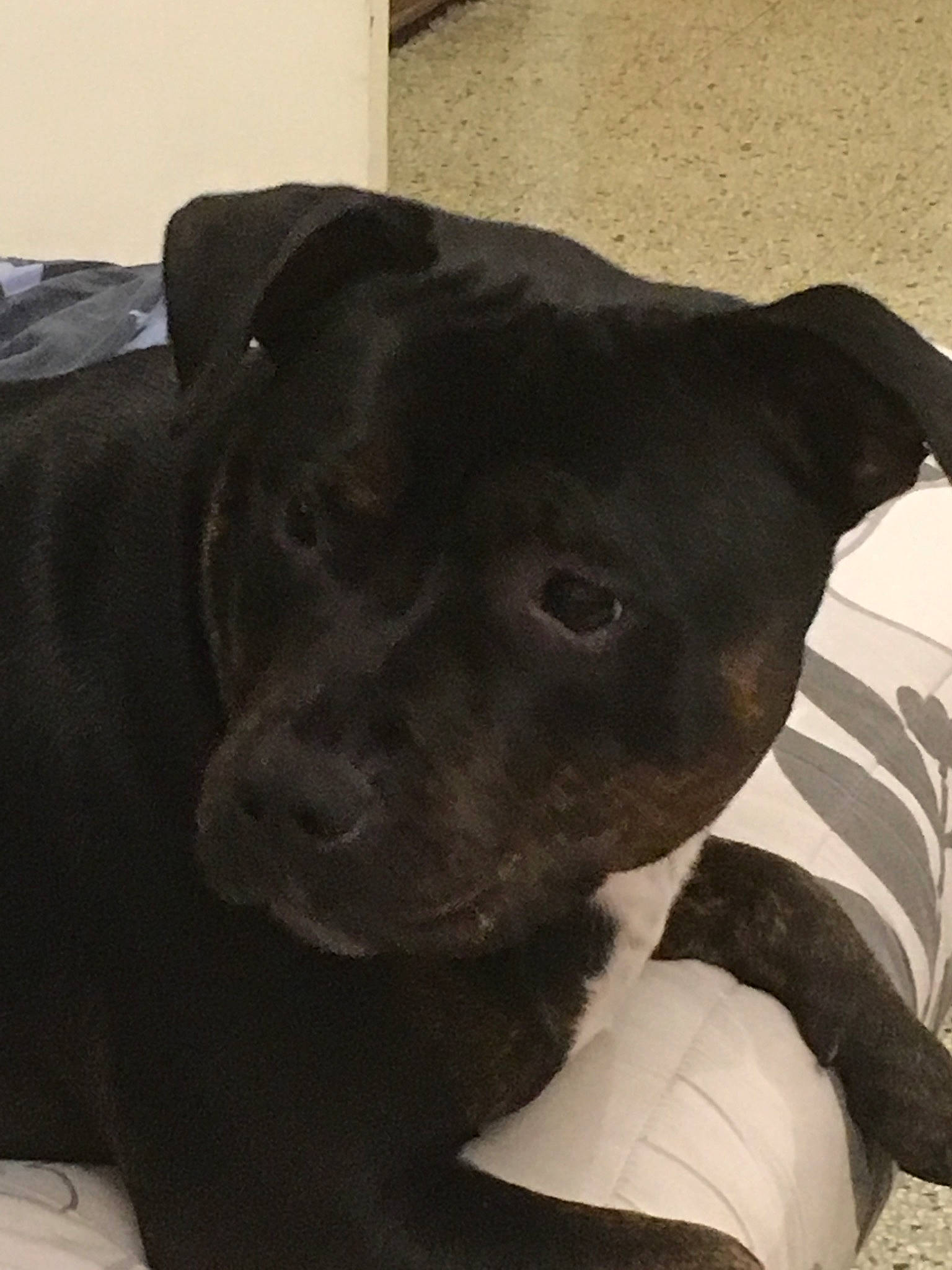 Mayka a rejoint le concours — aidez-le/la à gagner de superbes lots ! american_pit_bull_terrier, canidae, carnivore, companion_dog, dog, dog_breed, ear, labrador_retriever, non_sporting_group, nose, patterdale_terrier, pit_bull, puppy, rare_breed_dog, snout, sporting_group, staffordshire_bull_terrier