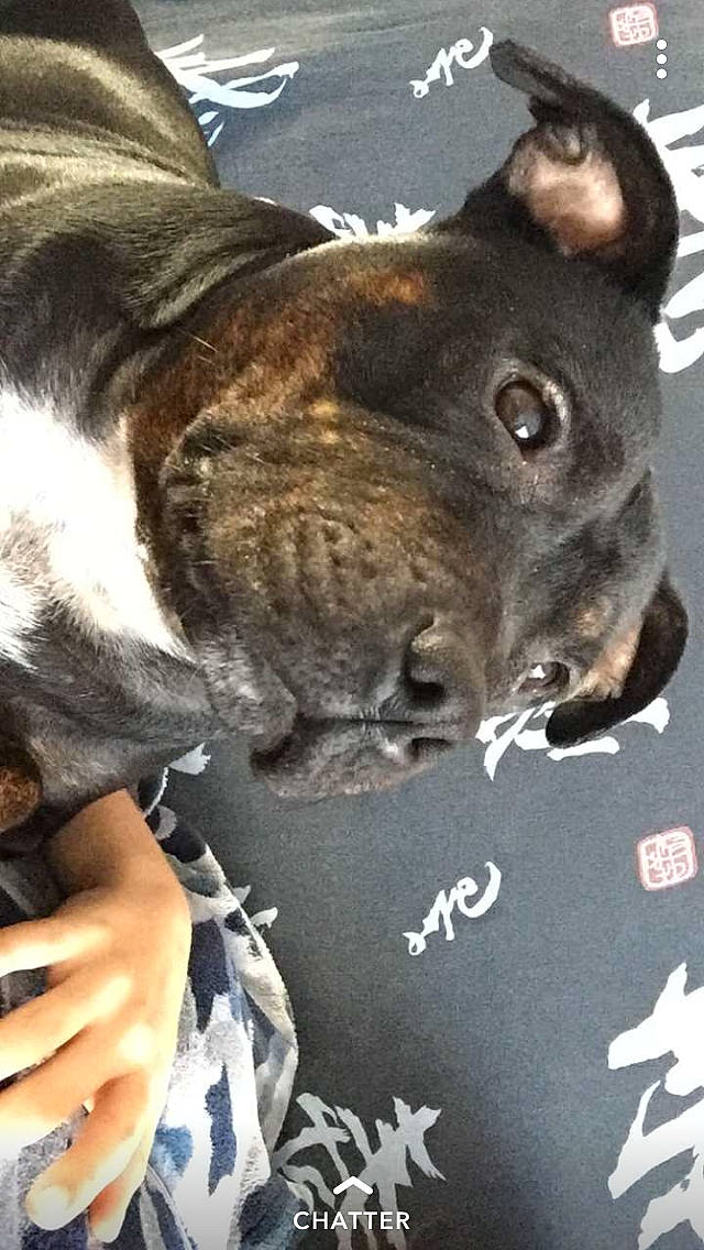 Mayka a rejoint le concours — aidez-le/la à gagner de superbes lots ! american_pit_bull_terrier, american_staffordshire_terrier, boston_terrier, canidae, carnivore, companion_dog, dog, dog_breed, ear, fawn, french_bulldog, non_sporting_group, nose, pit_bull, puppy, selfie, snout, sporting_group, staffordshire_bull_terrier