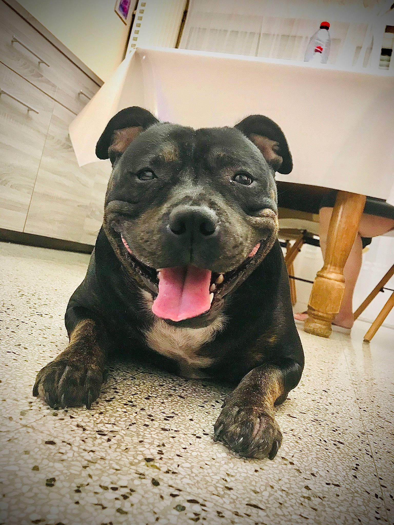 Mayka participe au concours pour gagner de l'argent avec cette photo : alaunt, american_pit_bull_terrier, american_staffordshire_terrier, bull_and_terrier, canidae, carnivore, dog, dog_breed, fawn, mammal, non_sporting_group, old_english_terrier, pit_bull, puppy, rare_breed_dog, snout, sporting_group, staffordshire_bull_terrier, terrier, vertebrate