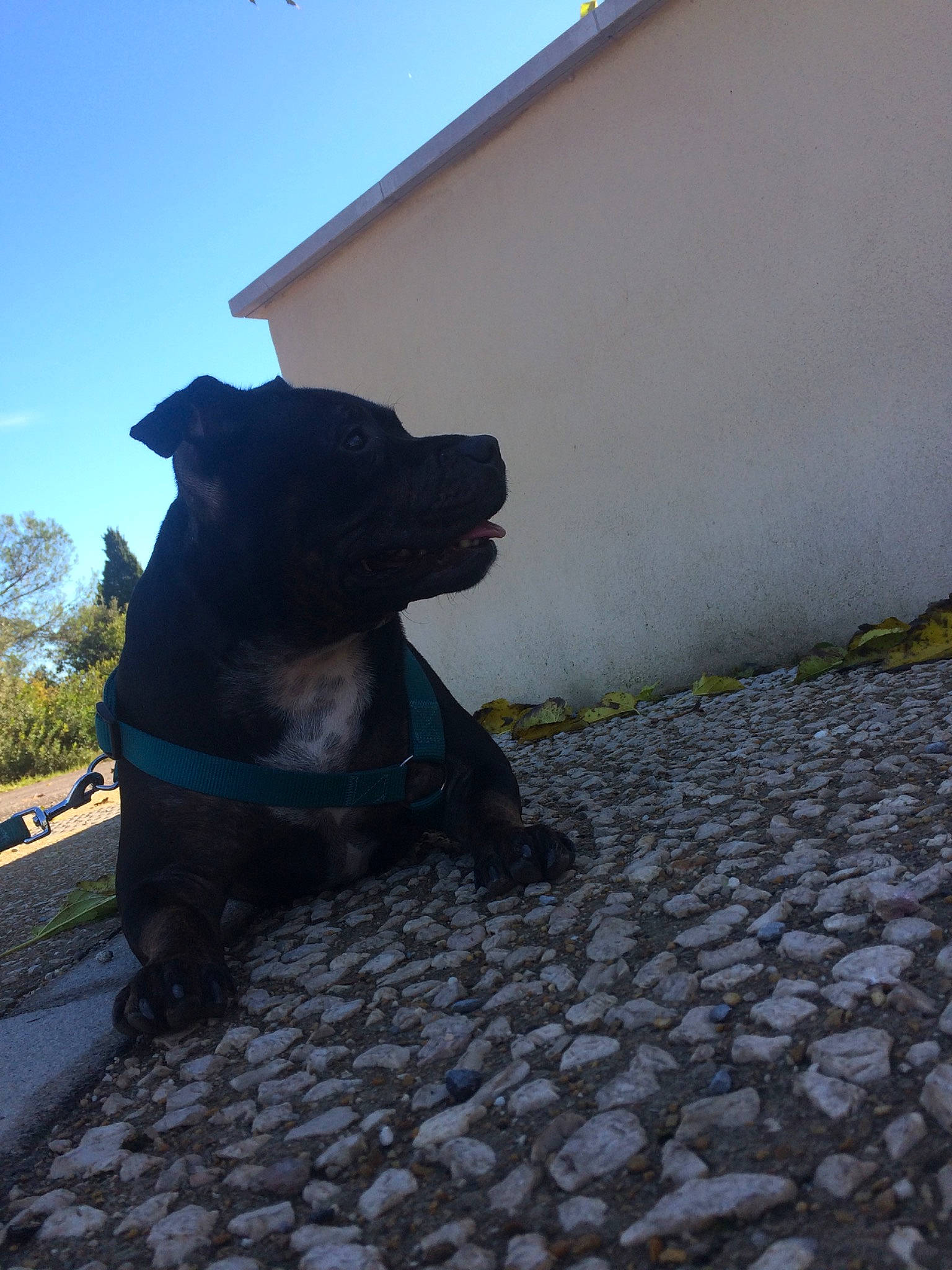 Mayka a rejoint le concours — aidez-le/la à gagner de superbes lots ! canidae, carnivore, dog, dog_breed, fawn, guard_dog, non_sporting_group, road_surface, sculpture, sky, snout, sporting_group, statue