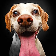 Chipie participe au concours pour gagner de l'argent avec cette photo : dog, tongue, close_up, pet, animal, happy, brown_ears, white_fur, black_background, portrait, cute, mammal, friendly, canine, studio_shot, big_nose, looking_at_camera, wet_nose, dog_face, playful