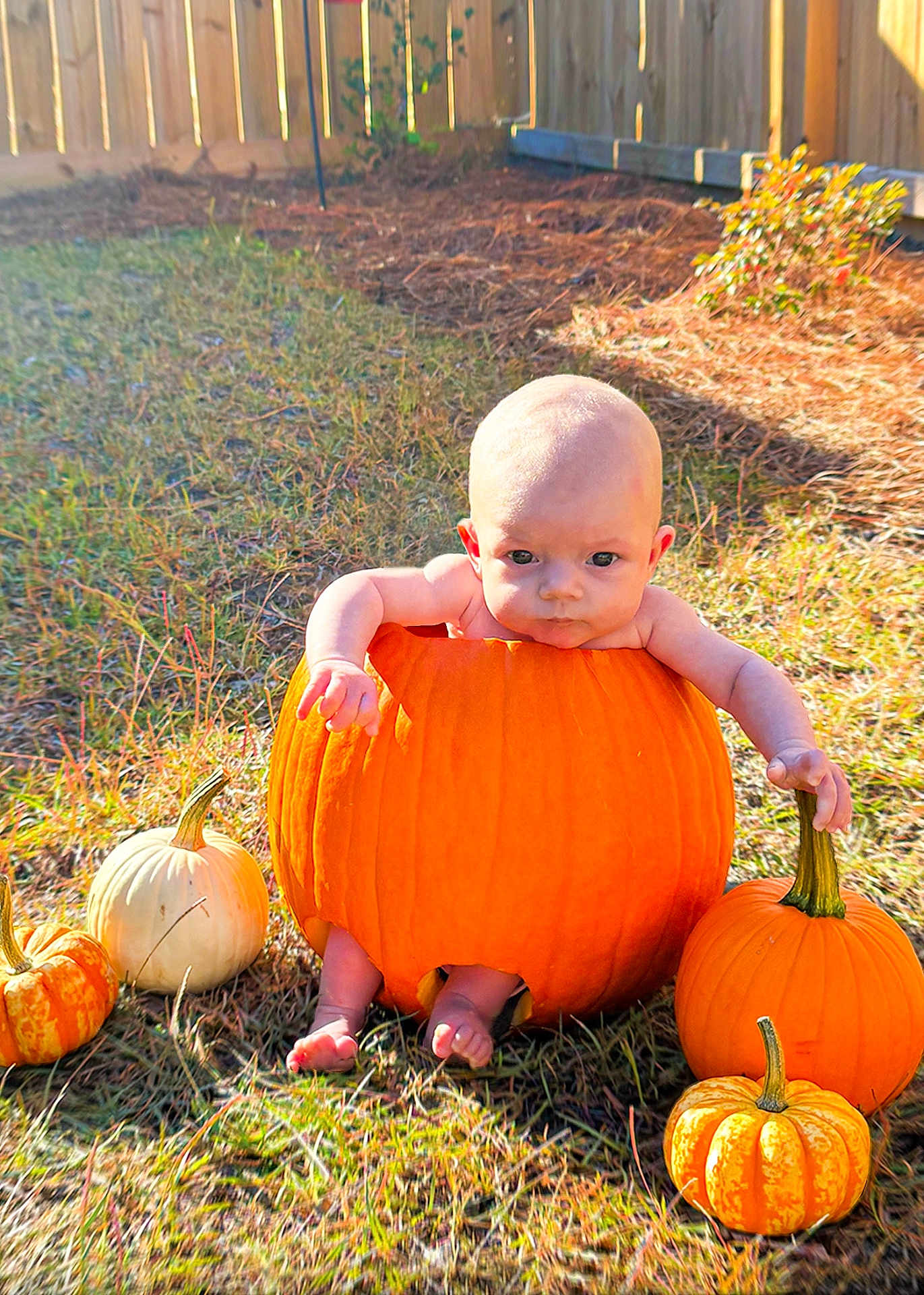 Rainie joined the competition — help win amazing prizes! baby, backyard, face, fence, food, grass, head, nature, outdoors, person, photography, plant, portrait, pottedplant, produce, pumpkin, soil, squash, vegetable, yard
