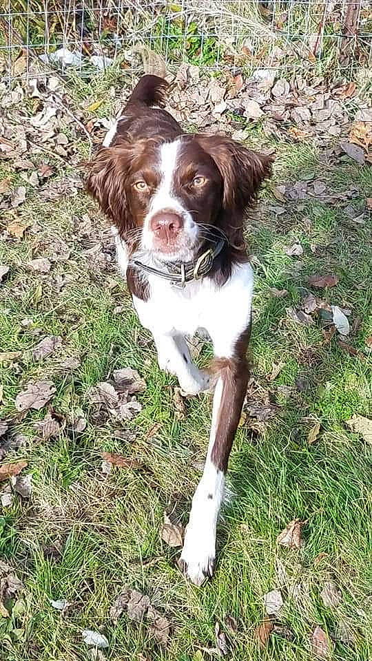 Ellie is registered to the contest to win money with this photo: brittany, canidae, carnivore, dog, dog_breed, drentse_patrijshond, english_springer_spaniel, french_spaniel, german_longhaired_pointer, german_spaniel, hunting_dog, large_munsterlander, liver, mammal, pointing_breed, rare_breed_dog, small_munsterlander, spaniel, sporting_group, welsh_springer_spaniel
