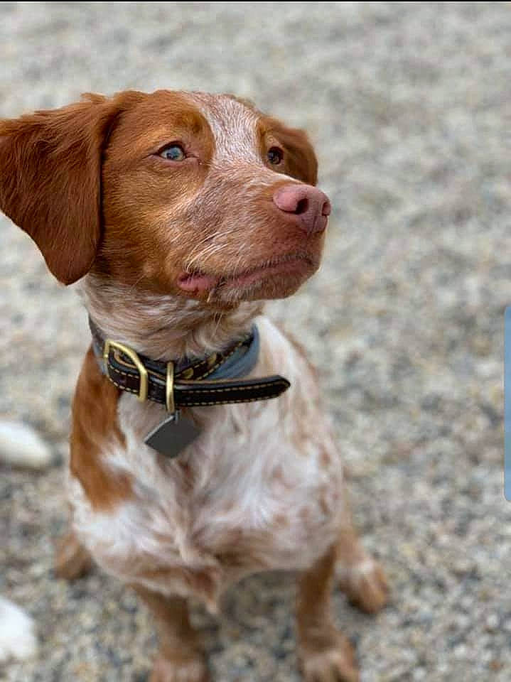 Rye joined the competition — help win amazing prizes! braque_francais, braque_saint_germain, brittany, canidae, carnivore, companion_dog, dog, dog_breed, dog_collar, hunting_dog, liver, mammal, pachon_navarro, pointing_breed, rare_breed_dog, snout, spaniel, sporting_group, vertebrate, vizsla
