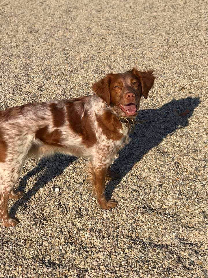 Rye is registered to the contest to win money with this photo: blue_picardy_spaniel, brittany, canidae, carnivore, dog, dog_breed, french_spaniel, german_longhaired_pointer, german_spaniel, hunting_dog, liver, mammal, picardy_spaniel, pointing_breed, rare_breed_dog, retriever, small_munsterlander, spaniel, sporting_group, vertebrate