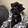 Eb is registered to the contest to win money with this photo: dog, black_dog, pet, cute, blanket, couch, indoor, portrait, fur, collar, animal, small_dog, cozy, curious, head_tilt, sitting, domestic_animal, comfort, furniture, companion