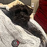 Eb is registered to the contest to win money with this photo: dog, black_dog, blanket, couch, pillow, red_cushion, indoor, pet, fur, snuggling, resting, cozy, portrait_mode, phone_screenshot, photo_gallery, app_interface, thumbnail_strip, home, relaxing, animal