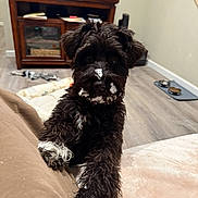 Eb joined the competition — help win amazing prizes! dog, puppy, black_dog, white_patches, living_room, couch, wooden_cabinet, pet_food_bowls, floor, books, cozy, indoor, portrait_mode, mobile_photo, curious, fur, paw, pet, home, animal