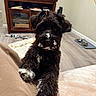 dog, puppy, black_dog, white_patches, living_room, couch, wooden_cabinet, pet_food_bowls, floor, books, cozy, indoor, portrait_mode, mobile_photo, curious, fur, paw, pet, home, animal