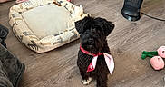 Eb is registered to the contest to win money with this photo: dog, small_dog, black_dog, pet_bed, dog_toys, wooden_floor, living_room, scarf, cozy, indoor, furniture, heater, pink_toys, green_toys, couch, tablet, decor, flooring, home, pet