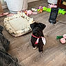 dog, small_dog, black_dog, pet_bed, dog_toys, wooden_floor, living_room, scarf, cozy, indoor, furniture, heater, pink_toys, green_toys, couch, tablet, decor, flooring, home, pet