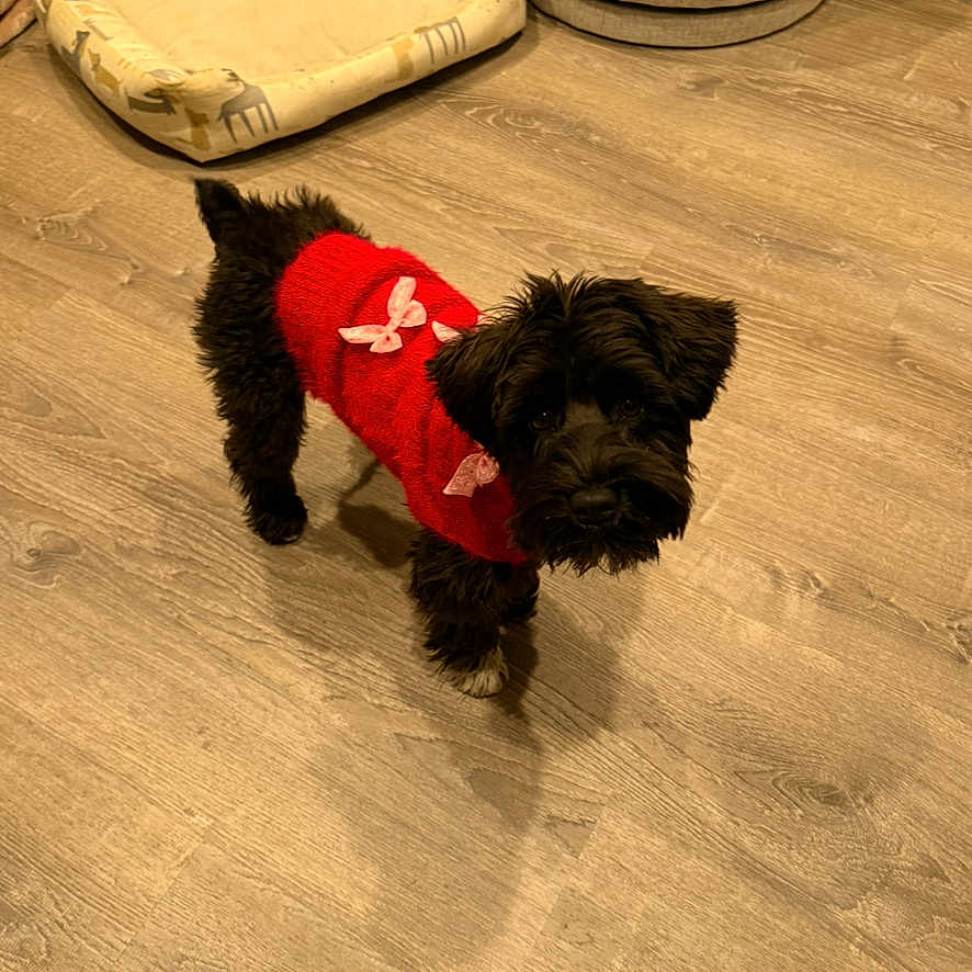 Eb joined the competition — help win amazing prizes! dog, small_dog, black_dog, red_sweater, butterfly_design, wooden_floor, pet_bed, indoor, flooring, cozy, furniture, ottoman, standing, cute, pet, animal, companion, portrait, home, warm_lighting