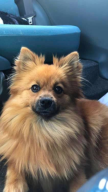 Shanti a rejoint le concours — aidez-le/la à gagner de superbes lots ! canidae, carnivore, companion_dog, dog, dog_breed, fawn, german_spitz, german_spitz_klein, german_spitz_mittel, mammal, non_sporting_group, pomeranian, puppy, rare_breed_dog, snout, spitz, toy_dog, vertebrate, volpino_italiano, whiskers