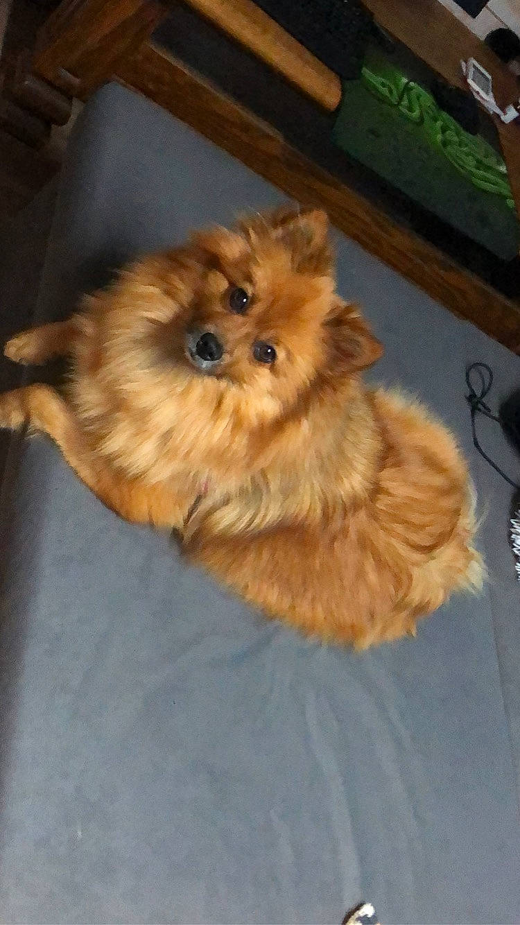 Shanti participe au concours pour gagner de l'argent avec cette photo : canidae, carnivore, companion_dog, dog, dog_breed, fawn, fur, german_spitz, german_spitz_klein, mammal, persian, pomeranian, puppy, spitz, toy_dog, whiskers, yorkipoo