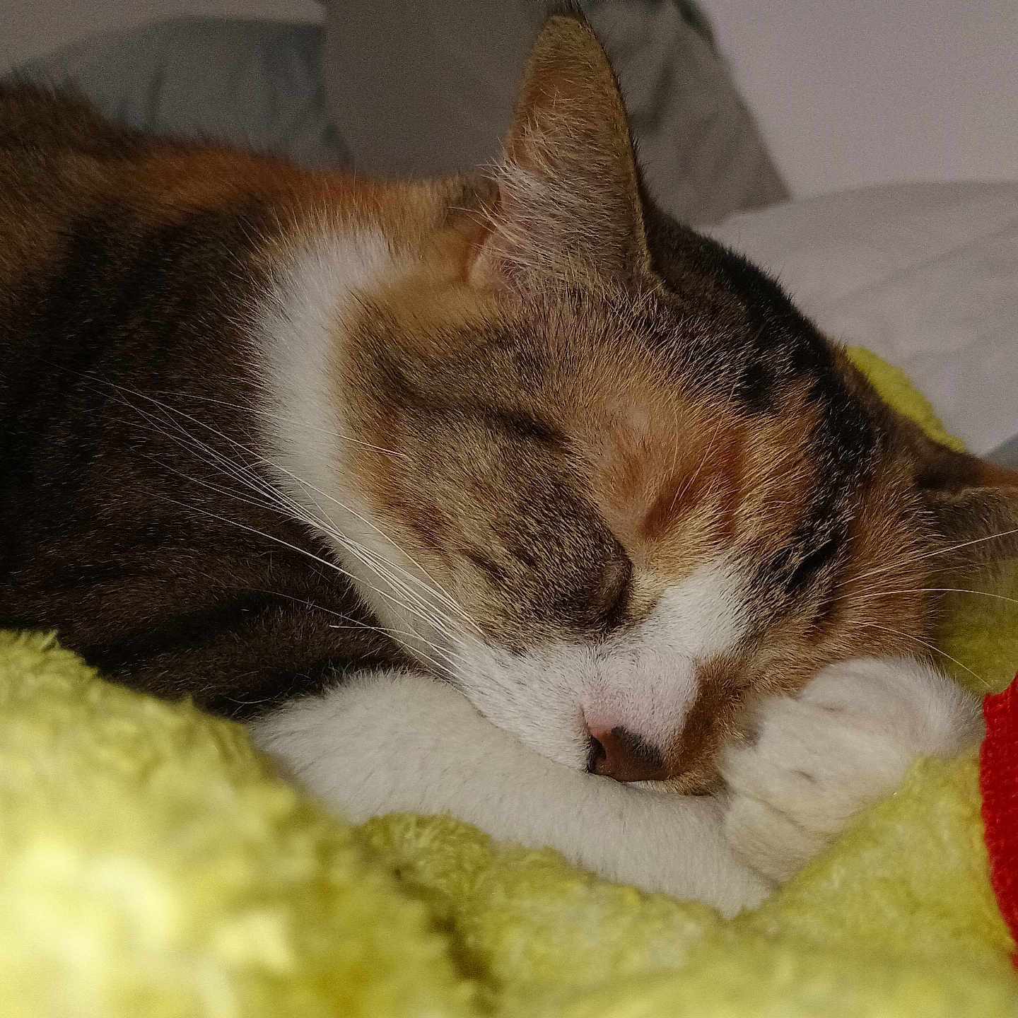 Yzma joined the competition — help win amazing prizes! abyssinian, animal, armchair, bed, blanket, bodypart, cat, chair, couch, ear, furniture, homedecor, kitten, manx, person, pet, siamese, sleeping