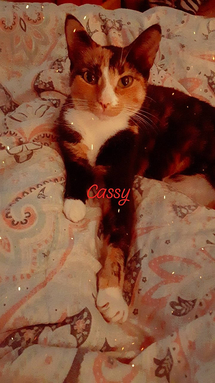 Cass is registered to the contest to win money with this photo: carnivore, cat, domestic_short_haired_cat, eye, fawn, felidae, formal_wear, fur, gesture, love, pattern, paw, peach, photo_caption, plant, small_to_medium_sized_cats, tail, tree, visual_arts, whiskers