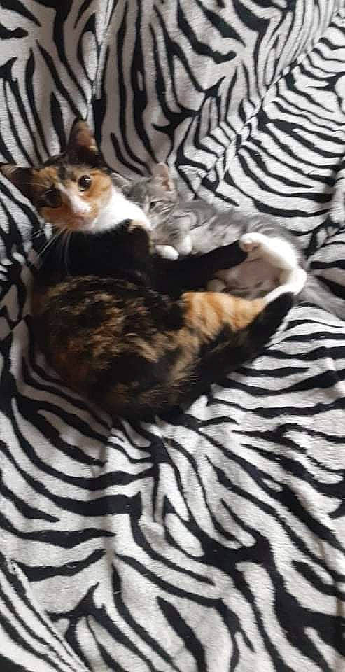 Cass joined the competition — help win amazing prizes! bed, brown, carnivore, cat, comfort, domestic_short_haired_cat, felidae, fur, grey, hardwood, linens, mammal, pattern, paw, small_to_medium_sized_cats, tail, terrestrial_animal, tree, whiskers, wood