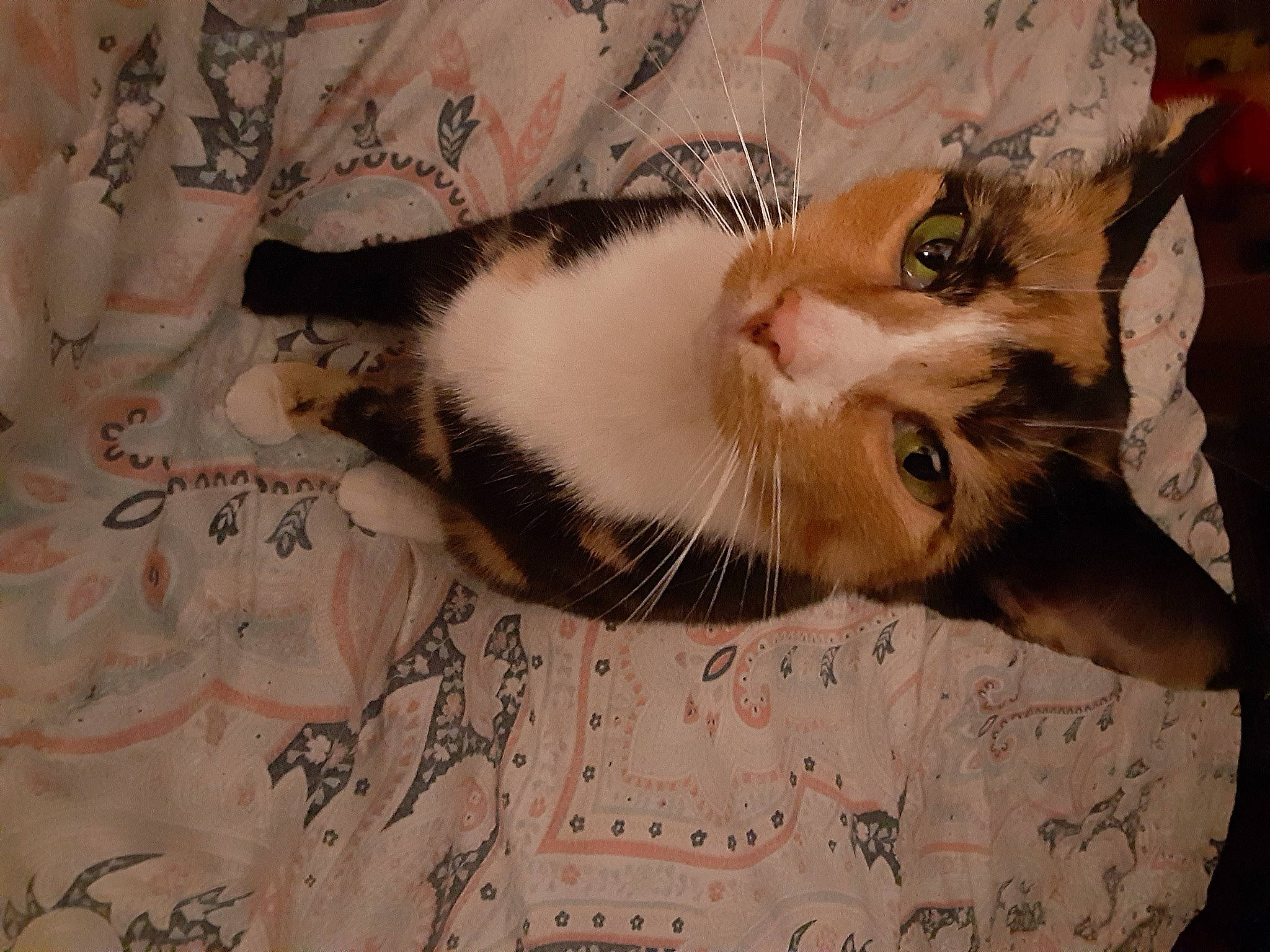 Cass is registered to the contest to win money with this photo: carnivore, cat, claw, comfort, domestic_short_haired_cat, ear, fawn, felidae, fur, linens, pattern, paw, plant, small_to_medium_sized_cats, snout, tail, tree, whiskers