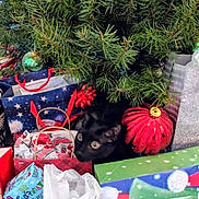 Nitro joined the competition — help win amazing prizes! black_cat, christmas_tree, christmas_ornament, gift_bags, holiday, decorations, pine_branches, red_bow, red_ornament, green_box, wrapping_paper, festive, indoor, pet, curious, holiday_season, celebration, animal, christmas, present