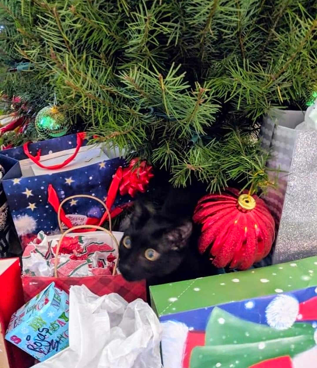 Nitro joined the competition — help win amazing prizes! black_cat, christmas_tree, christmas_ornament, gift_bags, holiday, decorations, pine_branches, red_bow, red_ornament, green_box, wrapping_paper, festive, indoor, pet, curious, holiday_season, celebration, animal, christmas, present