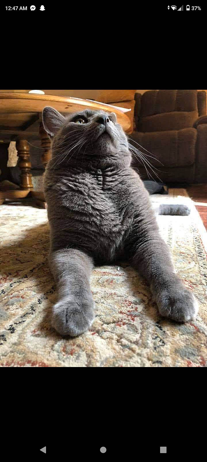 George is registered to the contest to win money with this photo: art, black_cat, carnivore, cat, claw, comfort, couch, domestic_short_haired_cat, felidae, fur, grey, sitting, small_to_medium_sized_cats, snout, studio_couch, tail, terrestrial_animal, whiskers, window, wood