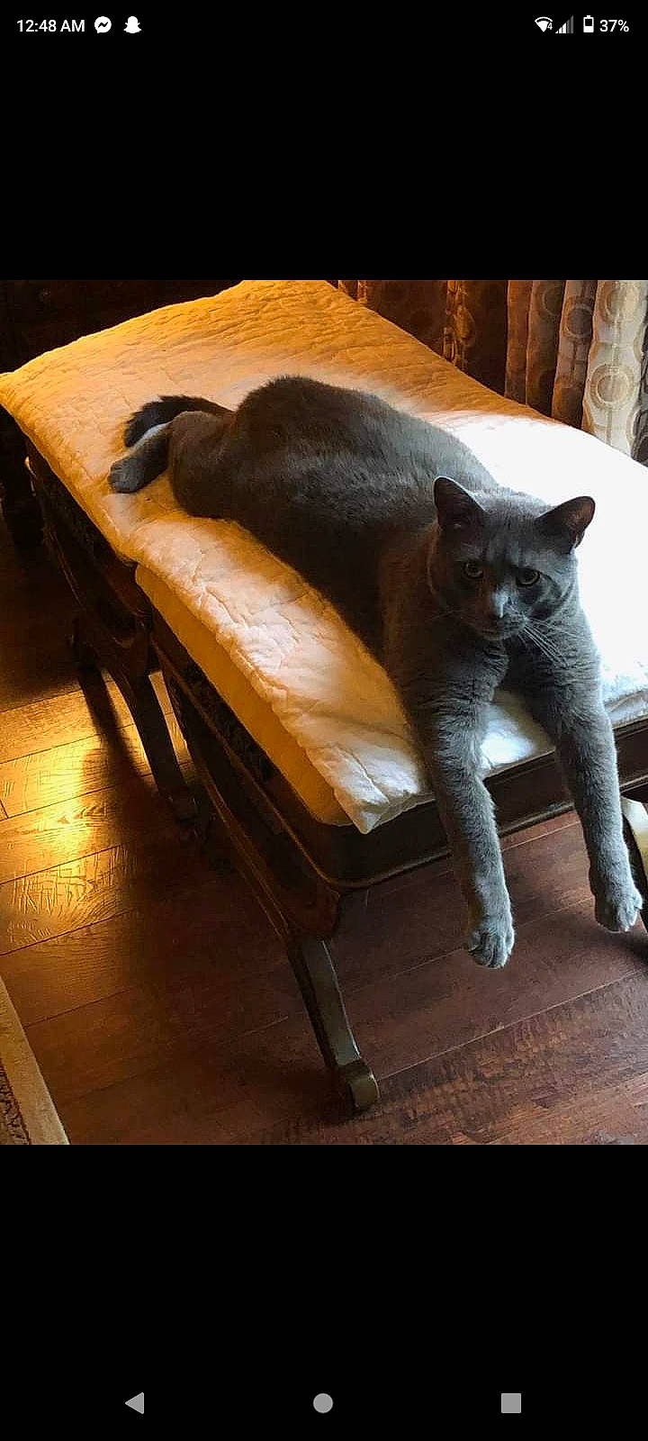 George joined the competition — help win amazing prizes! carnivore, cat, cat_supply, chair, comfort, domestic_short_haired_cat, fawn, felidae, flooring, fur, hardwood, metal, outdoor_furniture, russian_blue, sitting, small_to_medium_sized_cats, snout, tail, whiskers, wood